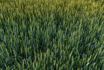 Green wheat field. Close up. Selective focus.