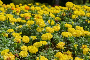 Tagetes marigolds in the botanical garden in Batumi