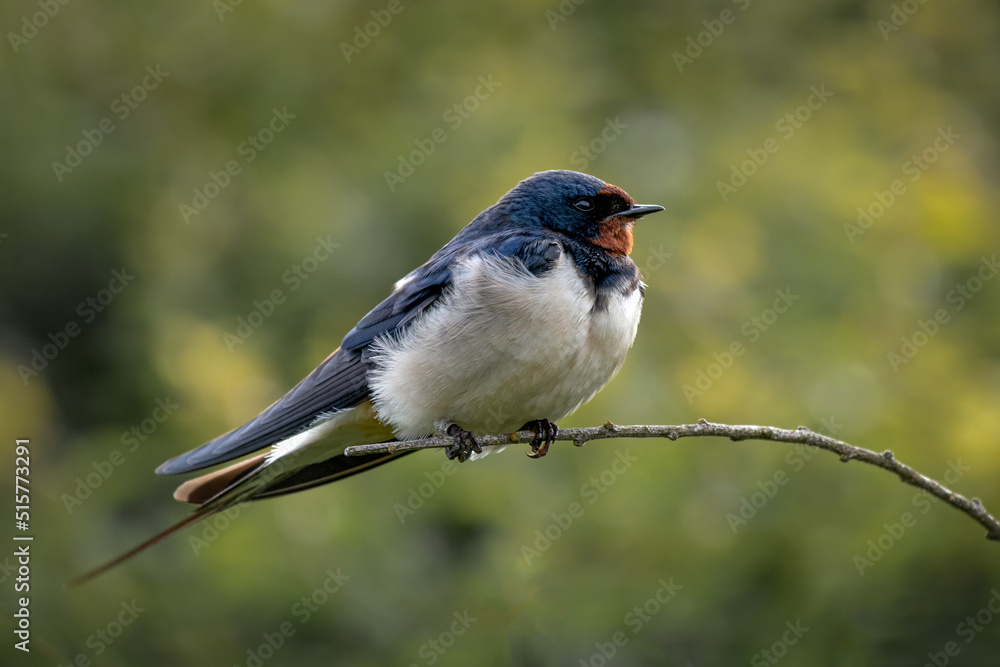 Poster a swallow, hirundo rustica, is perched on a branch. it is taken with an out of focus natural backgro