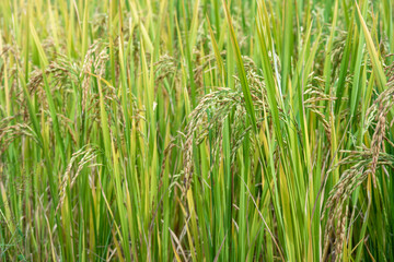 Ripe rice field, Healthy and delicious Asian rice in Thailand.