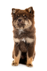 Finnish Lapphund in studio