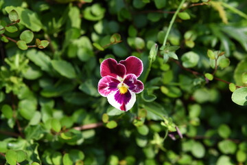 Naklejka premium 紫色の花 パンジー