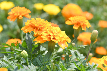 オレンジ色の花　マリーゴールド