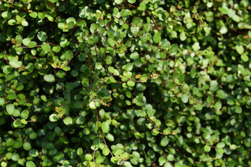 小さな丸い葉　ワイヤープランツ