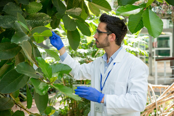 Biologist collecting samples from a tree in a greenhouse