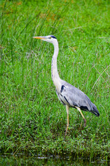 A beautiful grey heron bird in the forest.