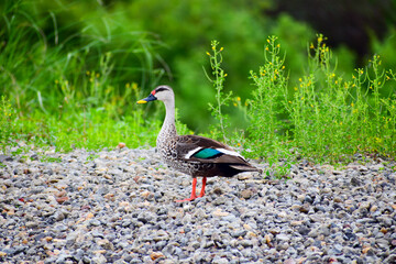 A beautiful Spotbill duck bird in forest