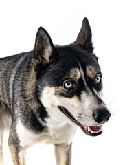 siberian husky in studio