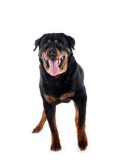 Obraz premium old rottweiler in studio