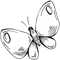 Sketch insects butterfly drawing illustration. Wild nature engraved style illustration. Detailed animals product sketch. The best for design logo, menu, label, icon, stamp.