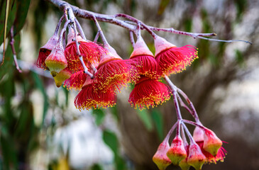 A close view of the native Australian red flowering gum, Corymbia ficifolia flowers