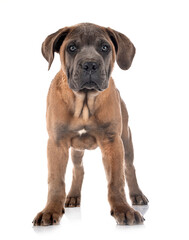 puppy cane corso