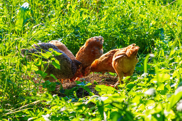 Obraz premium young chickens graze in the spring or summer garden in the green grass on a hot sunny day