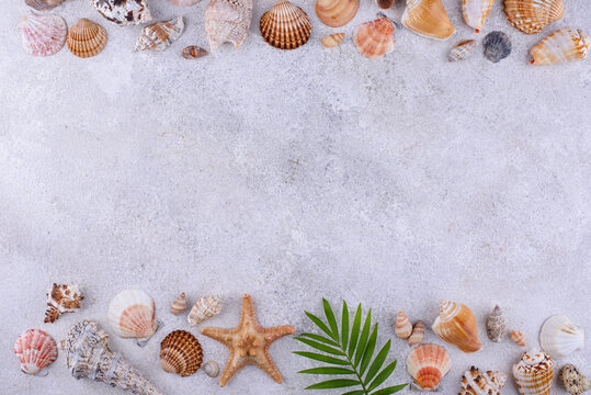 Summer nautical marine background with shell