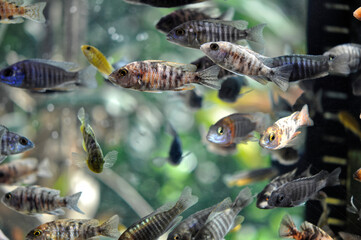 Store aquarium overstocked with cichlid fish.