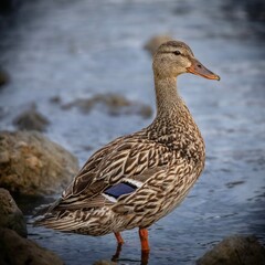 Duck standing water on edge of river