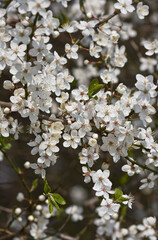 flowering twig of blackthorn flowers close-up