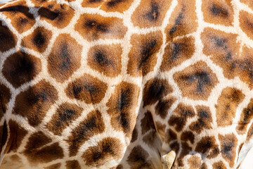 Genuine leather skin of giraffe with light and dark brown spots.