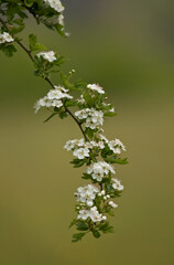 Crataegus monogyna, known as common hawthorn, oneseed hawthorn, or single-seeded hawthorn,