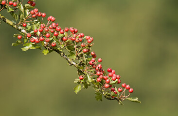 Branch with Hawthorn berries in garden with natural blurred background. Selective focus.