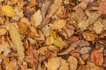Yellow, orange and red september autumn leaves on ground in beautiful fall park