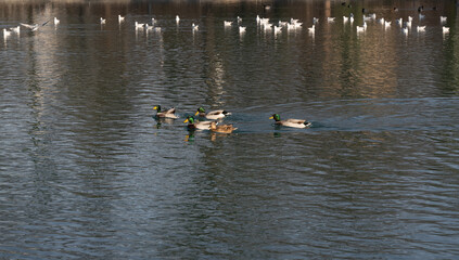 Anatre nuotando insieme