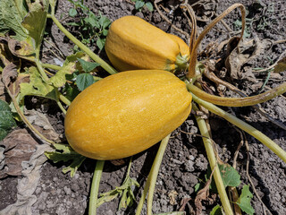 Obraz premium yellow zucchini in the garden in summer. Maramures county, Romania