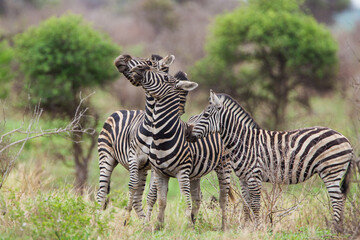 Fototapeta na wymiar Burchell's zebras in the savannah grasslands of the Kruger National Park, South Africa 
