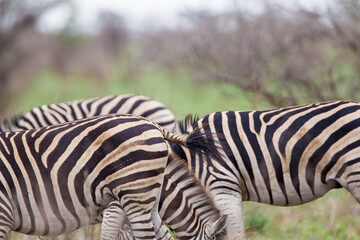 Burchell's zebras in the savannah grasslands of the Kruger National Park, South Africa	