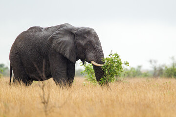 African elephant bull with big tusks eating alongside the road in the Kruger Park, South Africa	