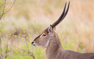Male waterbuck in the vegetation of the veld in the Kruger Park, South Africa