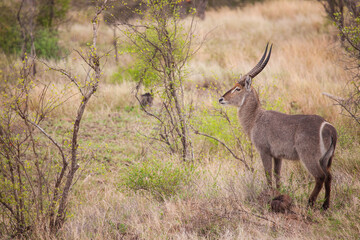 Male waterbuck in the vegetation of the veld in the Kruger Park, South Africa