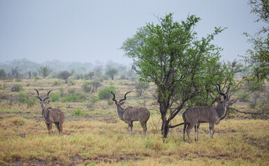 Greater Kudu standing in a thundershower in the Kruger Park, South Africa	