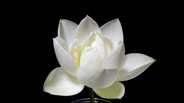 4K time Lapse footage of blooming white lotus flower from bud to full blossom then back to bud isolated on black background, close up b roll shot, zoom out then zoom in effect.