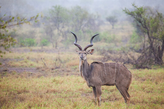 Greater Kudu standing in a thundershower in the Kruger Park, South Africa	