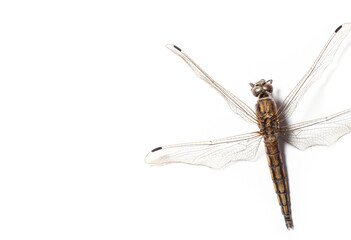 Dragonfly on white background close-up....