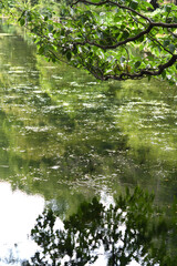 水面に映りこむ緑