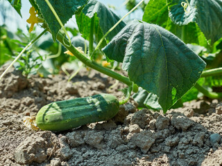 A cucumber ripens under the sun in the garden. Cultivation of cucumbers.
