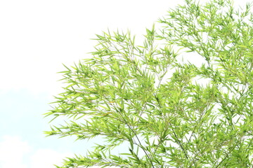 風に揺れる笹の葉