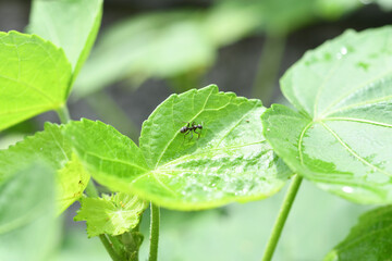 葉の上のアリ
