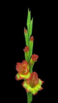 Time lapse of opening hybrid gladiolus flower isolated on black background