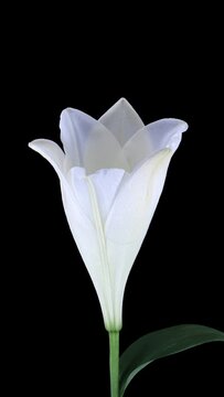 Time lapse of opening white lily flower isolated on black background, vertical orientation