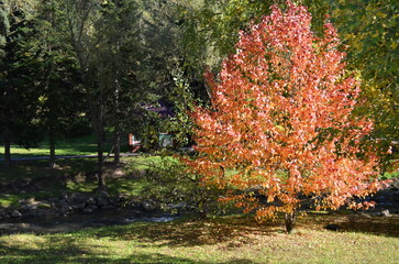 autumn in the garden