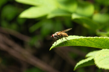 A fly with red compound eyes and transparent wings