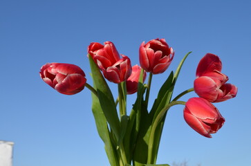 red tulips in the garden