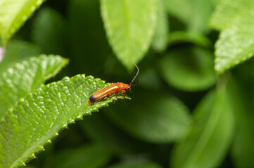 A red beetle with long black whiskers