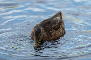 The duck swims in the pond and collects mud underwater