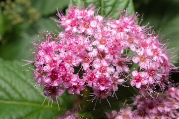 A bunch of pastel purple Japanese spirea flowers