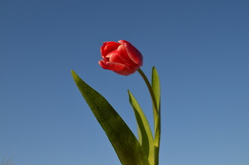 red tulips against blue sky