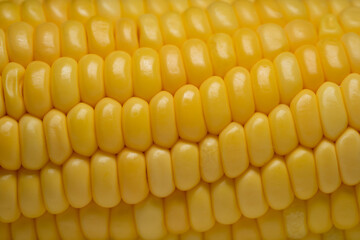 Close up of the fresh corn